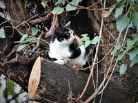 Котка на дърво; comments:3
