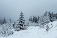 no name ( ID=2496773 ); comments:4