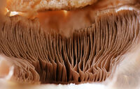 Тайнственият Лабиринт на Печурката; Коментари:4