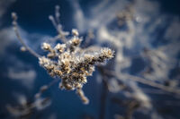 Frost on Blue; comments:5