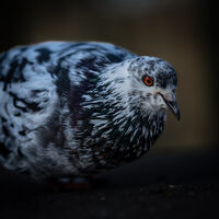 Портрет на гълъб; comments:2