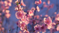 Цветовете на пролетта; Коментари:6