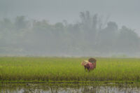 In the morning mist; Коментари:1