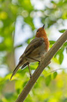 Червеногръдка (European robin); comments:5