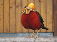Златен фазан; comments:4