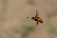 Голяма пчелна муха в полет; comments:26
