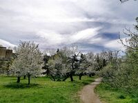 Старата черешова градина/The Old Cherry Garden; comments:15