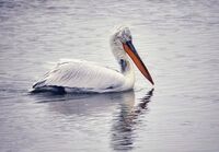 Къдроглави пеликани и корморани/галерия Диви животни; comments:8