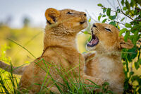 Малки лъвчета в Национален парк Масай Мара - Кения; comments:1
