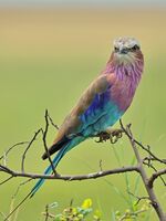 Lilac-breasted roller; comments:5