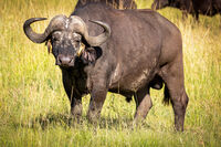Кафърски бивол с Жълтоклюн биволски скорец в Масай Мара, Кения; comments:2