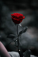 Розата символ на любов; comments:3