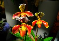 Орхидеи.; comments:5