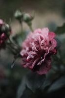Една роза може да е моята градина; Коментари:7