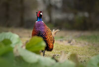 ...портрет на един фазан...; comments:1