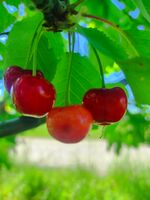 без име ( ID=2513208 ); Коментари:4