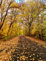 Autumn in Strandzha mountain; Коментари:4