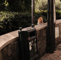 a cat at Capri; comments:1