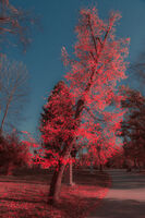 aerochrome autumn; Коментари:2