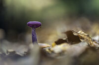 Лилавка (Laccaria amethystina); comments:5