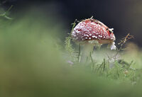 Червена мухоморка (amanita muscaria); comments:5