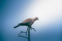 no name ( ID=2530687 ); comments:1