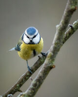 Eurasian blue tit; Коментари:5