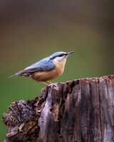 Eurasian nuthatch; Коментари:4