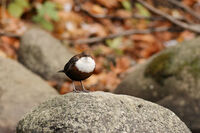 Гурлю / Воден кос; comments:4