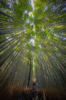 Arashiyama Bamboo Forest, Kyoto, Japan; Коментари:5