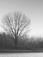 без име ( ID=2531884 ); Коментари:5