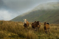 Brecon Beacons National Park, Wales; Коментари:5