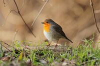 Erithacus rubecula; comments:2