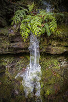 Fern Falls; comments:7