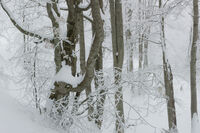 Снежният Балкан; comments:3