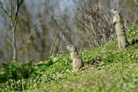 лалугери; Коментари:1