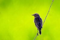 Ливадарче; comments:1