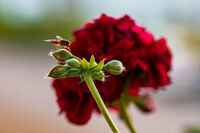 без име ( ID=2552817 ); Коментари:3