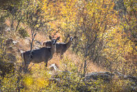 без име ( ID=2552873 ); Коментари:2