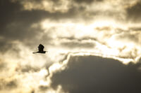 no name ( ID=2554483 ); comments:2