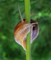 акробат; Коментари:1