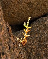 вис виталис; comments:1