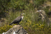 no name ( ID=2556978 ); comments:3