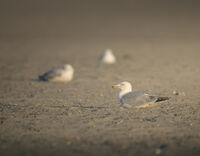 Barmouth; comments:2