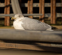 Blackpool; No comments
