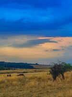 без име ( ID=2557784 ); Коментари:2