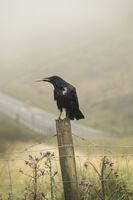 Bwlch; Коментари:5