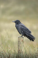 Bwlch; Коментари:4