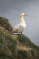 bemton cliffs; Коментари:6