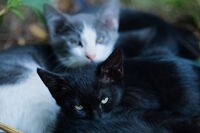 Котенца; Коментари:1